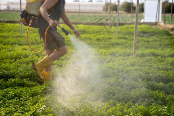 Best Pest Removal Services  in Addis, LA