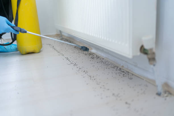 Best Mosquito Control Services  in Addis, LA